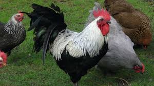 cock image.jpg