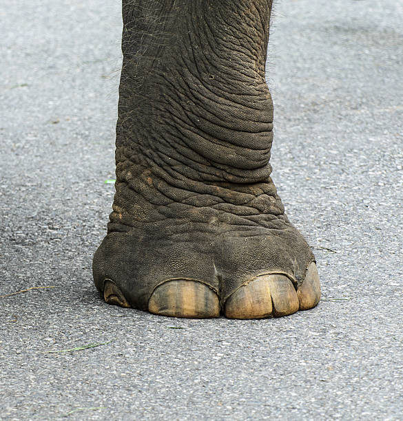 elephant-leg-picture-id183096835.jpg