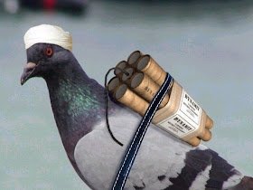 jihadpigeon.jpg