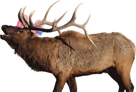 THAT DAMN ELK.png