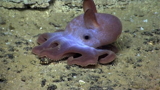 Dumbo-Octopus-NOAA2_web.jpg