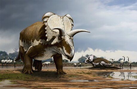 medusaceratops_lokii_by_olorotitan.jpg