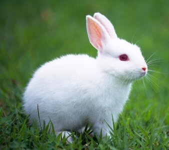 Cute-White-Baby-Rabbit-Wallpaper-19291.jpg