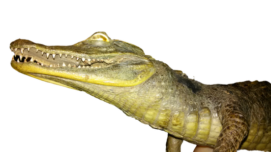 Crocodilia.png