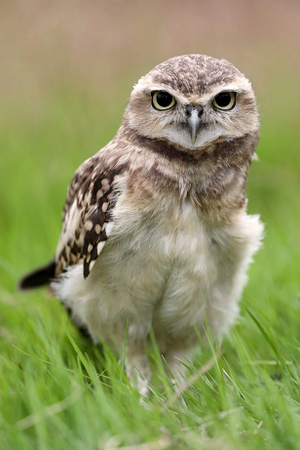 cuteowl.png