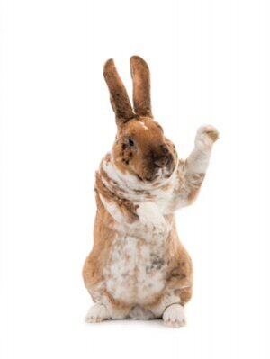 rabbit-with-raised-paw.jpg