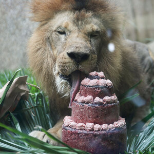 lion cake.jpg