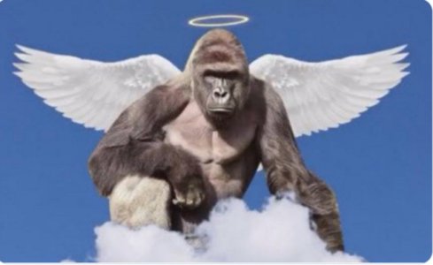 Harambe-angel.jpg