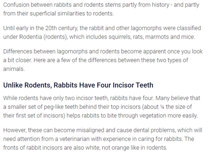 Rabbits not Rats.png