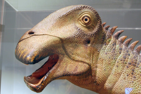 Nigersaurus_model_aus.jpg