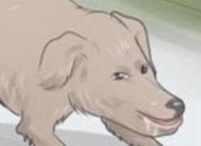 wikihow_dog.jpg