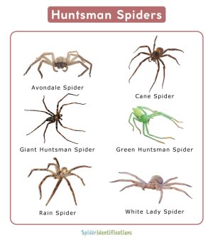 Huntsman-Spiders.jpg