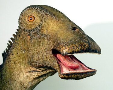 right_anterior_2_Nigersaurus.jpg