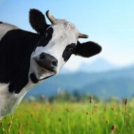 General Cow