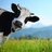 General Cow