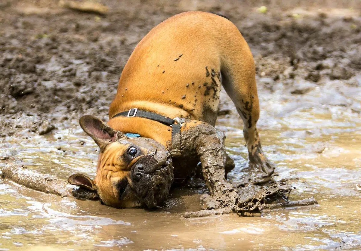 11-Muddy-dog-day-1200x834.jpg