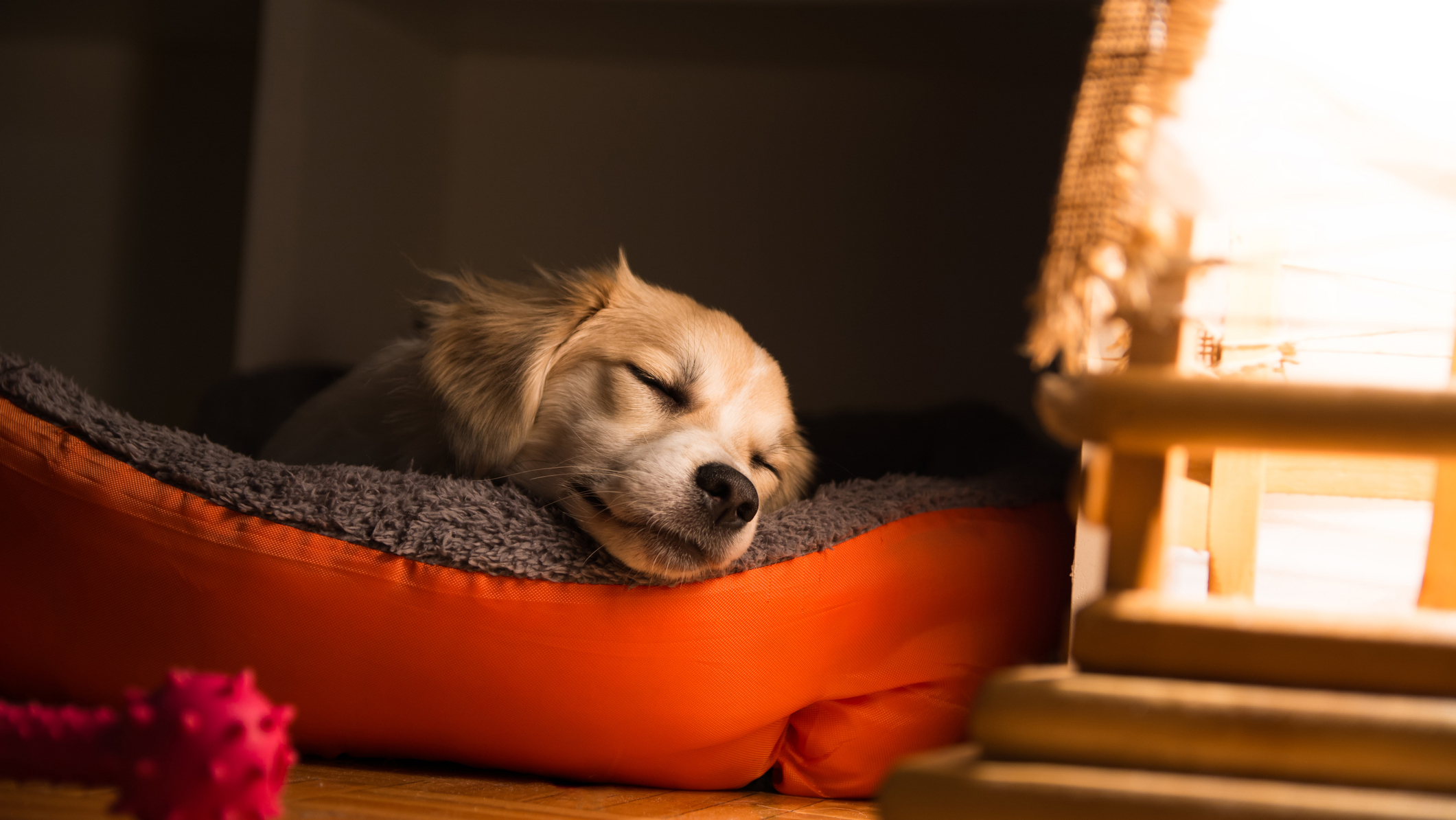 puppy-sleeping-16x9.jpg