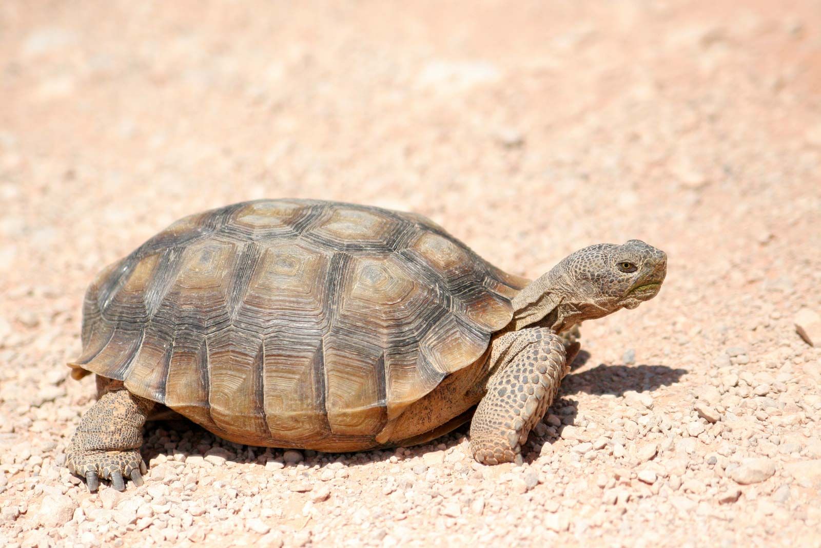 Desert-tortoise.jpg