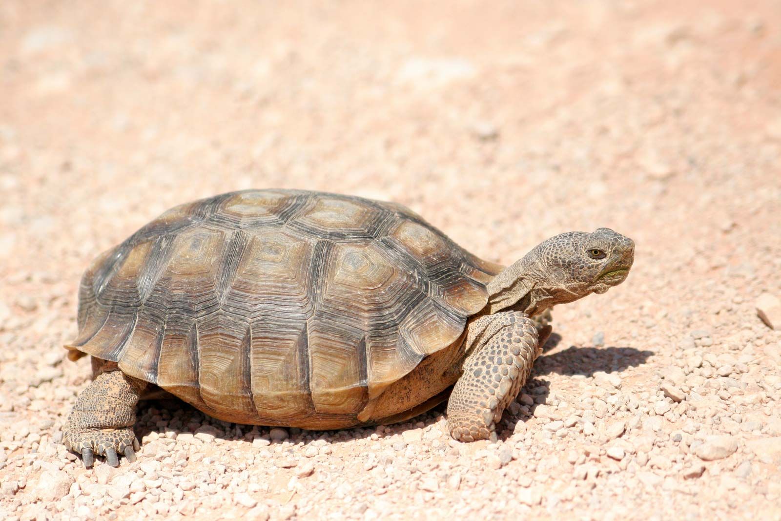 Desert-tortoise.jpg