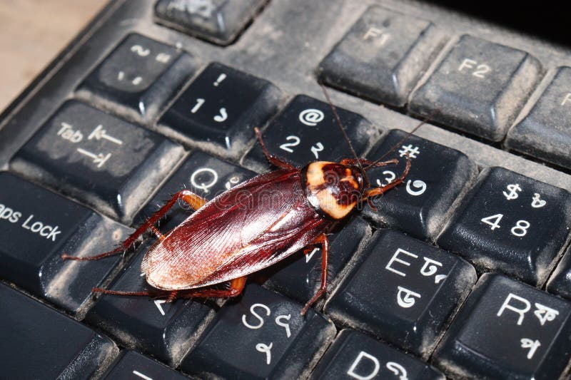 cockroach-computer-keyboard-home-272830104.jpg