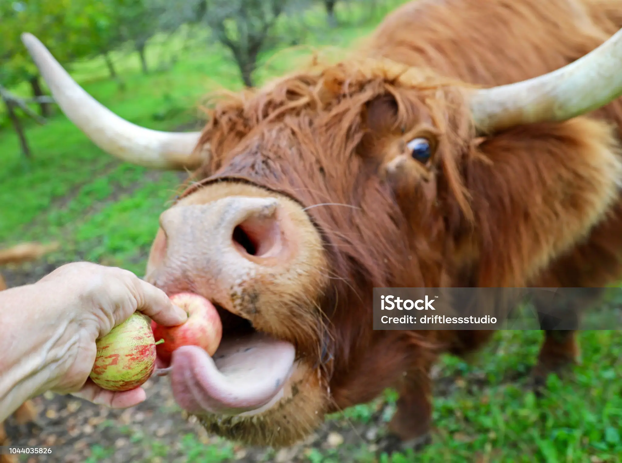 a-farmer-feeds-a-scottish-highland-cow-an-apple-by-hand.webp