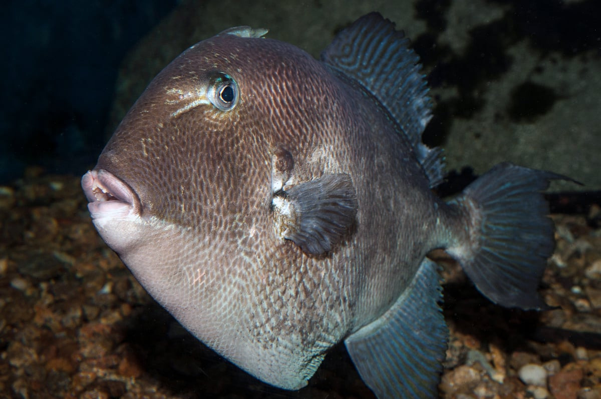 2020-08-23-inshore-gray-triggerfish-6725.jpg