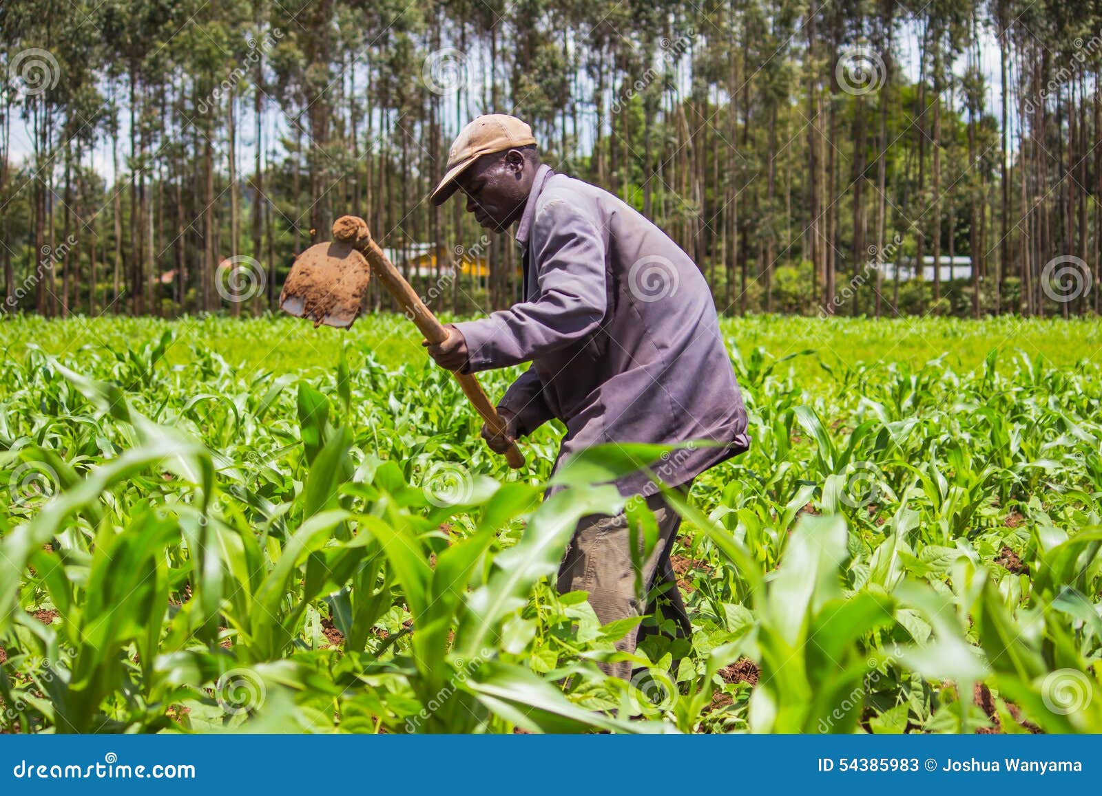 african-farmer-weeding-maize-field-kenya-54385983.jpg