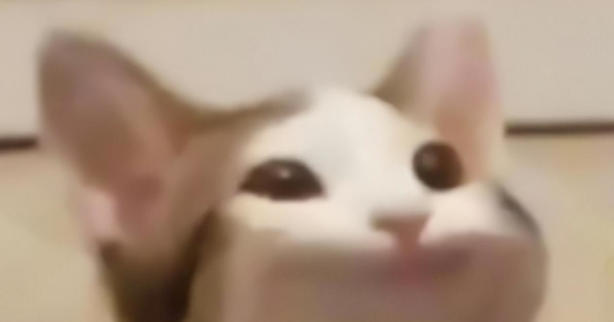 popcat.click