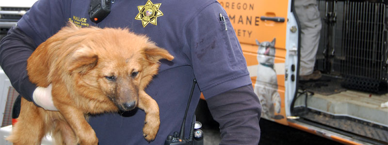 www.oregonhumane.org