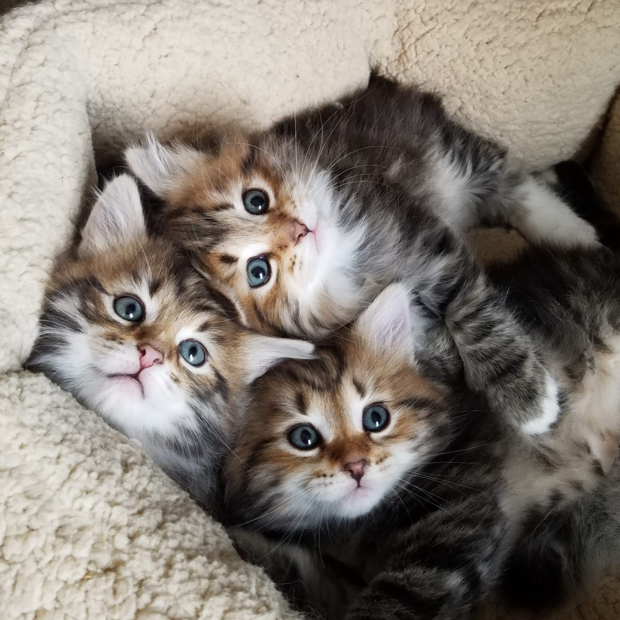 cropped-three-kittens-scaled-2.jpg