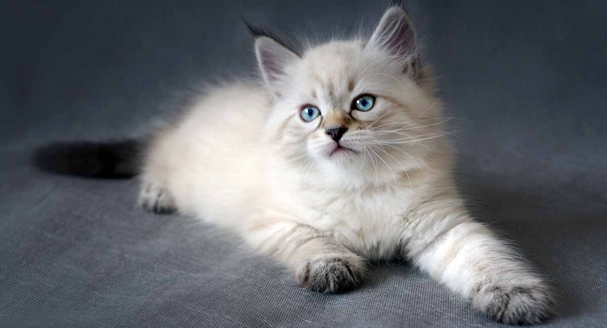 The-Siberian-Cat-HC-long.jpg