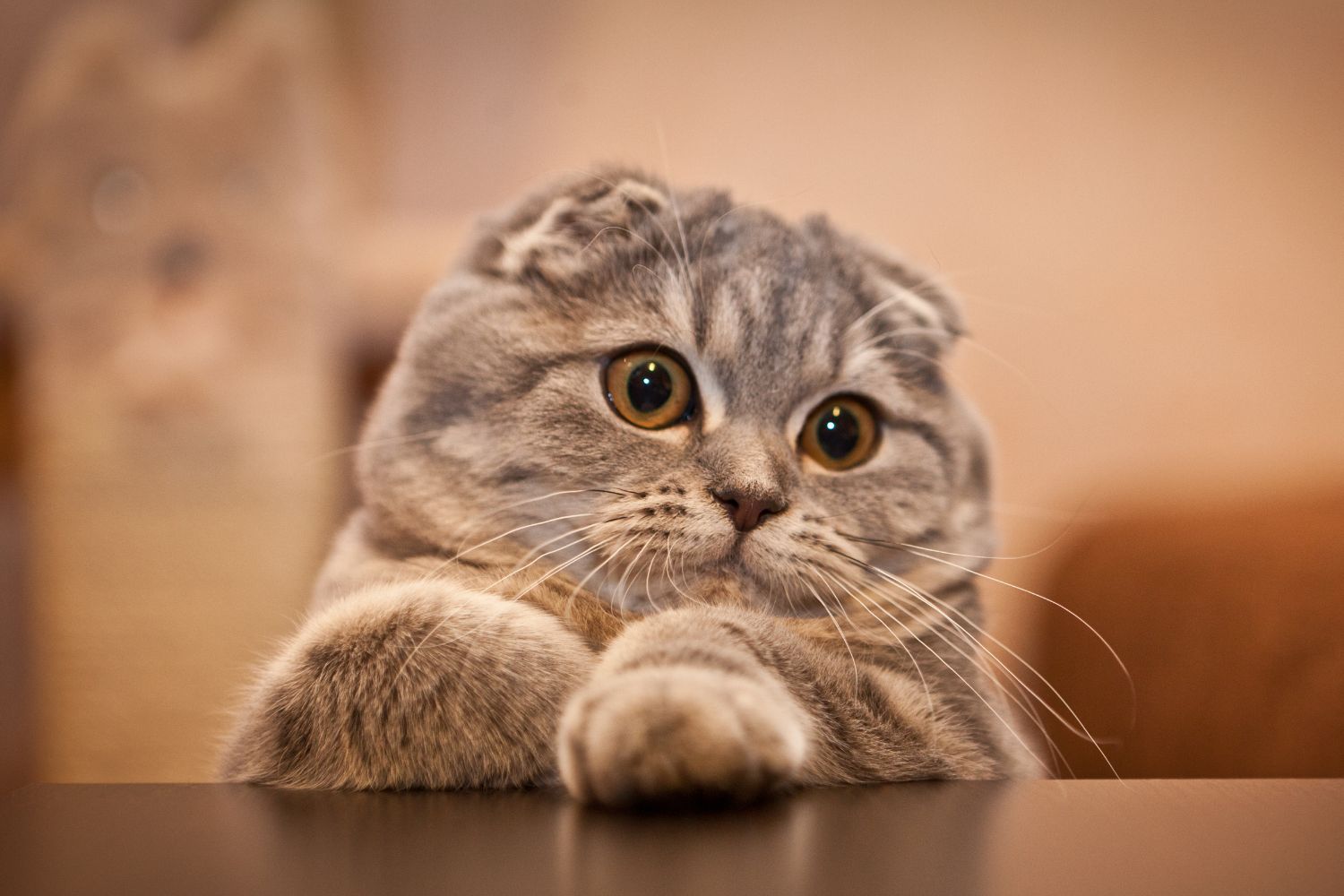 cat-scottish-fold-day.jpg