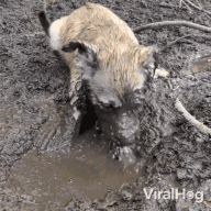 ezgif-5bd011f298488a.gif